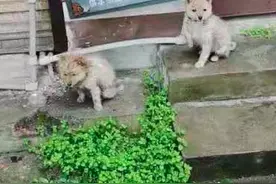 一只名叫二毛的狗，和她颠沛流离的一生图片