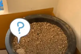 阳台花盆居然长出一窝猛禽！她开始帮鸟爸妈带娃，超有爱啊图片