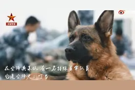 超酷画面！空降犬跟兵哥哥高空跳伞配合默契，网友：胆子不如狗系列图片