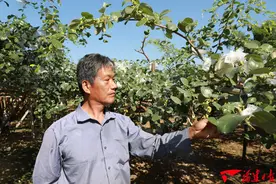 许智平：以助人为乐的青枣种植“土专家”图片