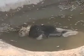 邯郸一动物园狮子在水池中死亡，省林草局：水浅，非溺死图片