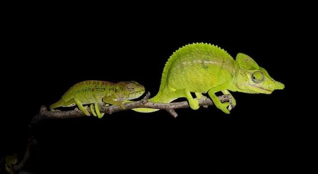 科技爱好者周刊（第 133 期）：贵州变瑞士，有没有可能？