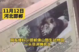 狮子泡水池中疑似死亡，林业局回应：在尸检中 可以做成标本图片