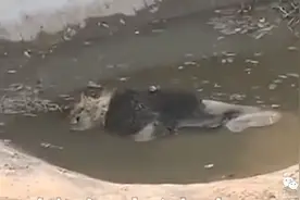 游客拍下狮子泡在水池中死亡！动物园：狮子生病，体力不支溺亡图片