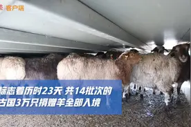 蒙古国3万只捐赠羊，全部“签收”！视频封面