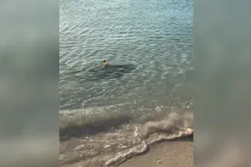 好样的！勇敢狗子为保护主人跳进海里撵走鲨鱼图片