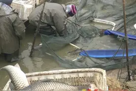 洪铺黄山村水产养殖促农增收图片