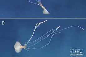 研究者称首次在澳海域发现罕见大鳍鱿鱼图片