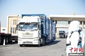 蒙古国3万只捐赠羊全部抵达中国图片