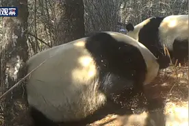 鬼畜素材！野生大熊猫魔性“挠痒”被拍下图片
