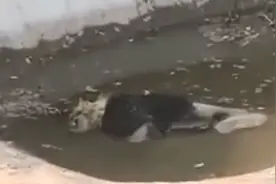 非洲狮淹死水池，林业局：系自然衰老死亡视频封面
