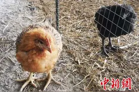 「幸福花开新边疆」养殖专家结对子帮扶：林下养鸡变成村民“致富经”图片