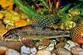 它，被评为最勤劳的观赏鱼图片