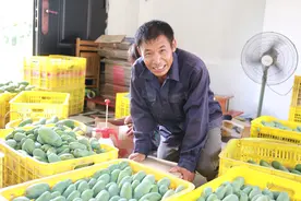 中山大学毕业回村卖芒果，这里的果子有这么大魅力？图片