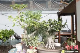 山西“老花匠”痴迷中华盆景文化 坚守40年促传承图片