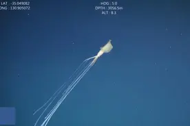 体长超1.8米，研究者称澳海域首次发现罕见大鳍鱿鱼视频封面