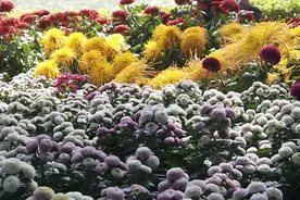 视频｜漫游福州西湖赏秋菊视频封面