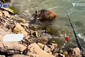 深圳男子海边钓鱼，竟“钓”上一头野猪？图片