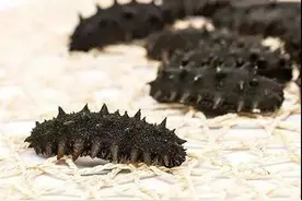 冬补少不了海参，这些挑海参的技能，你需要get图片