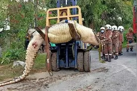 800公斤巨鳄现身马来西亚砂劳越住宅区 居民持枪猛射伤势过重遭人道毁灭图片