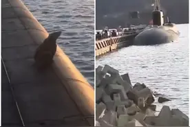 俄罗斯远东堪察加半岛棕熊母子爬上核潜艇甲板 遭船员开枪射杀图片