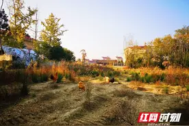 常德鼎城：“搬”出穷窝子 迎来好日子图片