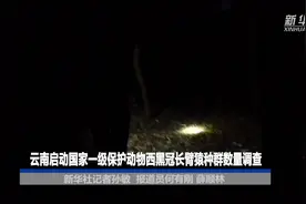 云南启动国家一级保护动物西黑冠长臂猿种群数量调查视频封面