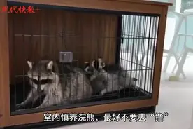 撸猫撸狗，在南京连浣熊也可以撸了，小心！别被它咬了图片