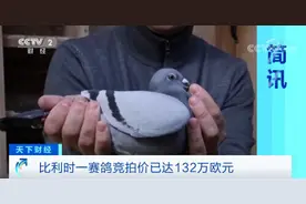 世界纪录！这只鸽子被拍出1030万元！长啥样？图片