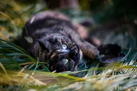 中农校猫记｜校园里的治愈系小精灵图片
