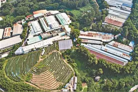 吃着进口草 挤奶要排队图片