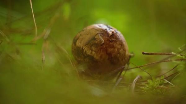 坨坨肉、松茸鸡汤、苦荞面包……谁才是这个地方美食界的NO.1？