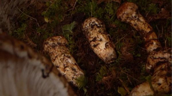 坨坨肉、松茸鸡汤、苦荞面包……谁才是这个地方美食界的NO.1？