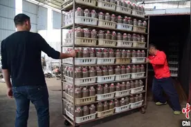 广西退伍军人用甘蔗渣种植食用菌 带动百余人脱贫致富图片