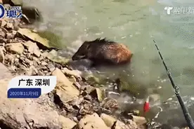 吓懵！广东一男子钓鱼，竟“钓”到一只长着獠牙、全身是毛的野猪图片