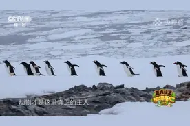 小黑豹登“征妈启事”，狗妈妈应征上岗图片