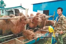 5头骆驼“落户”农家院图片