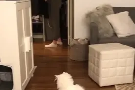 加拿大一只猫自己跳上滑板滑走了 主人目瞪口呆图片