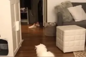 加拿大一只猫自己跳上滑板滑走了 主人目瞪口呆图片