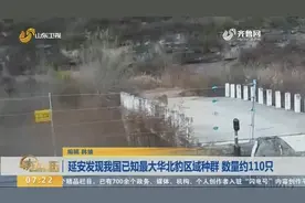 陕西延安发现我国已知最大野生华北豹区域种群，数量约110只视频封面