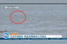 江苏：生态环境日益趋好，野生动物嬉戏江河湖泊视频封面