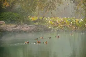 西湖边鸳鸯成双成对打闹嬉戏，天气热得它们提前进入恋爱季？鸟类专家：怕是想多了图片