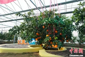 一棵“红美人”柑橘的20年发展路：亩均效益超万美元图片