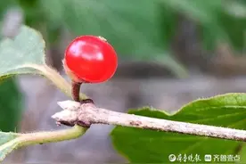 酷似红宝石的忍冬果你见过吗？外表美丽但有毒切勿食用图片