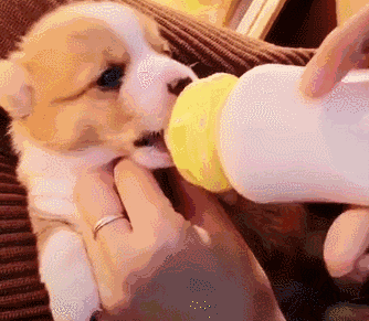 连烧5天！男子喝鲜奶后患“怪病”，真相令人惊讶