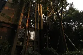 成都一小区内天降乌龟，路过女子被砸伤头破血流 警方已介入调查图片