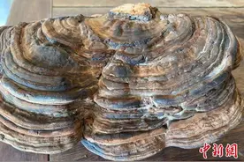 村民香樟树下挖出灵芝 医生：不可随便食用图片