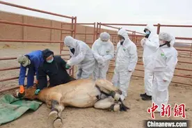 新疆畜牧专家给30匹野马做“体检”图片
