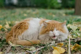 北大网红猫“香波”：在镜头前生活，已获赠一吨猫粮图片