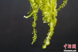 马来西亚海洋科学家在广西培育海葡萄 产品将走上百姓餐桌图片